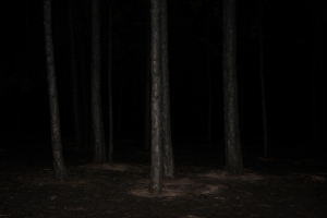 Becoming WIlderness VII